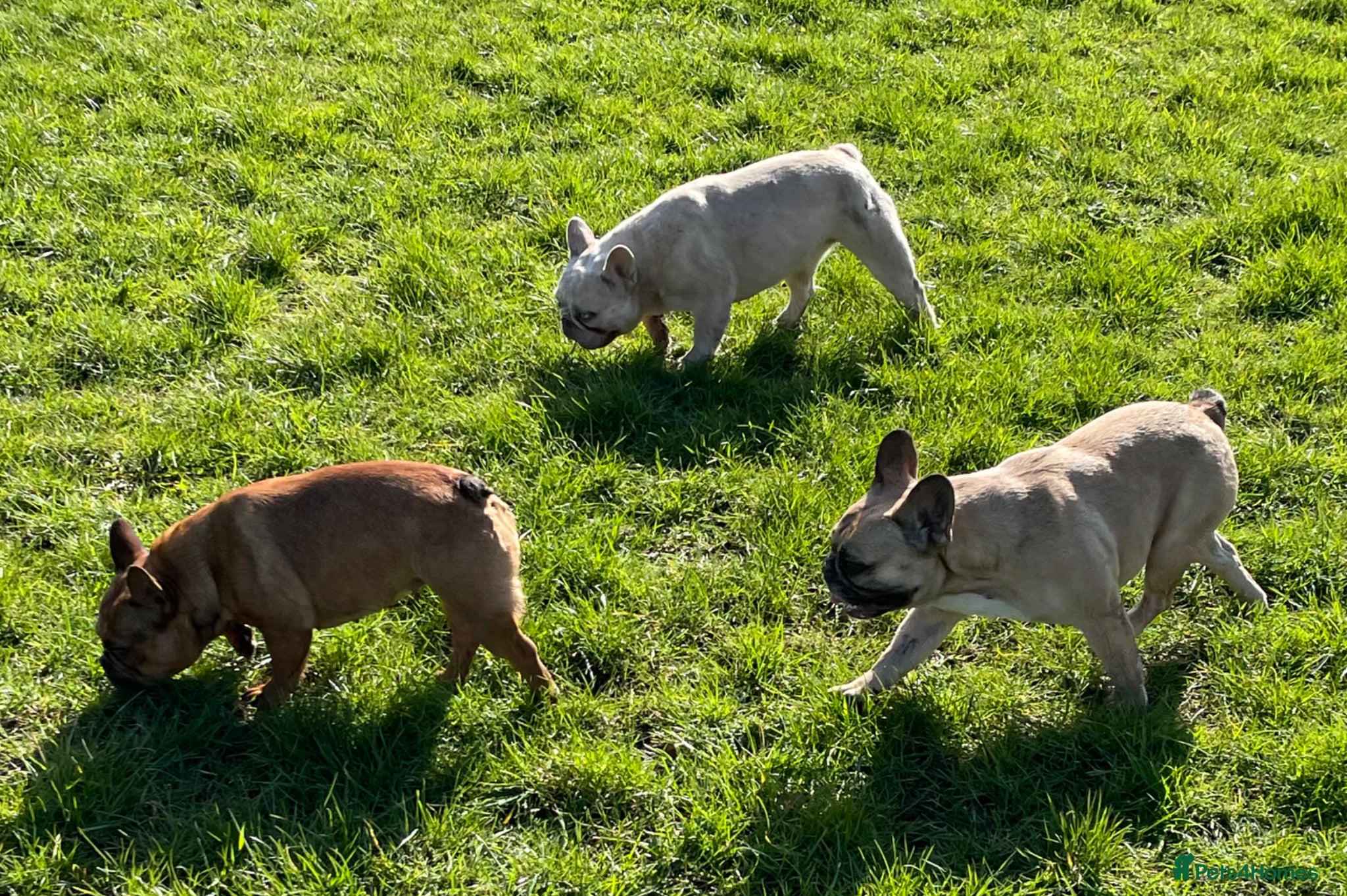 French Bulldog dogs KC HEALTH TESTED FRENCH BULLDOGS SPAYED GIRLS  - Advert 20