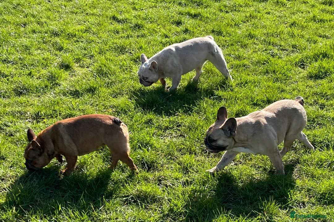 French Bulldog dogs for sale: KC HEALTH TESTED FRENCH BULLDOGS SPAYED GIRLS  - Advert 1