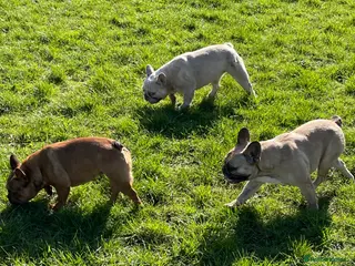 French Bulldog dogs KC HEALTH TESTED FRENCH BULLDOGS SPAYED GIRLS - Advert 20