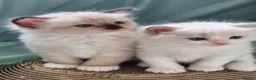 Ragdoll cats for sale: Outstanding TICA reg Ragdoll Male Deep Blue Eyes. - Advert 19