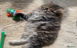 Persian cats for sale: Persian kitten still looking for her forever home  in Gateshead - Image 9