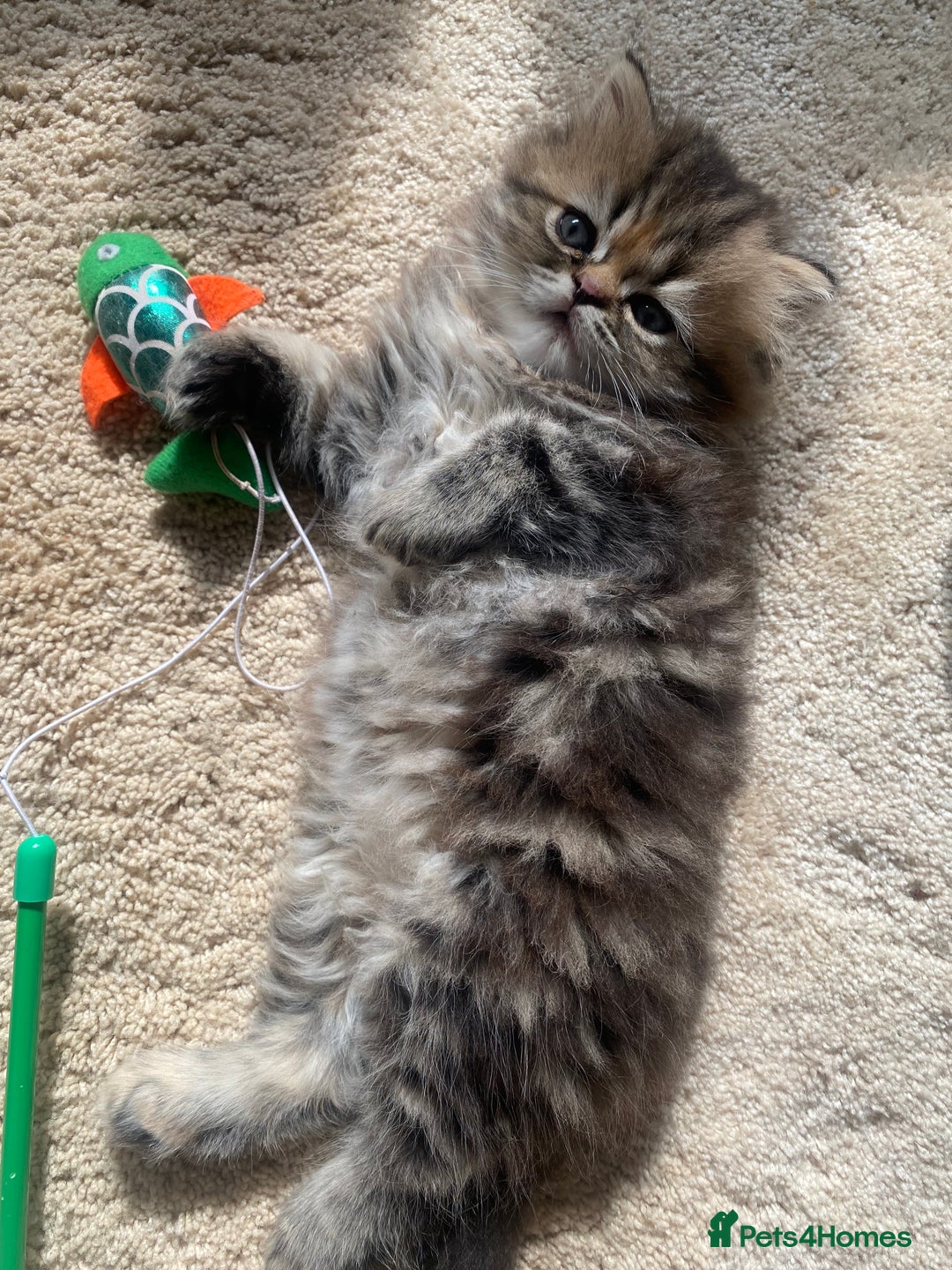 Persian cats for sale: Persian kitten still looking for her forever home  in Gateshead - Image 9