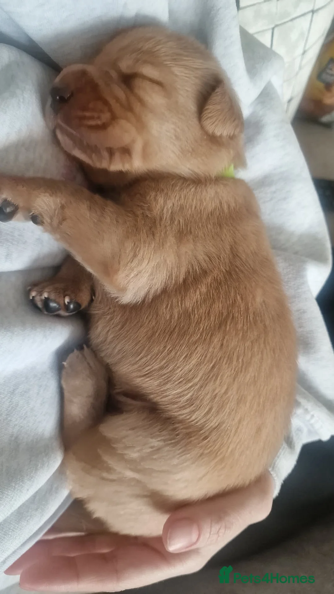 Labrador Retriever dogs for sale: Foxy Red Labrador Puppies in Kilmarnock - Advert 12