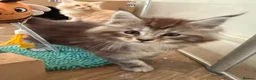 Maine Coon cats for sale: Health tested TICA Maine Coon Kittens  - Advert 12