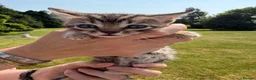 Bengal cats for sale: Bengal x  in Dumfries - Advert 6