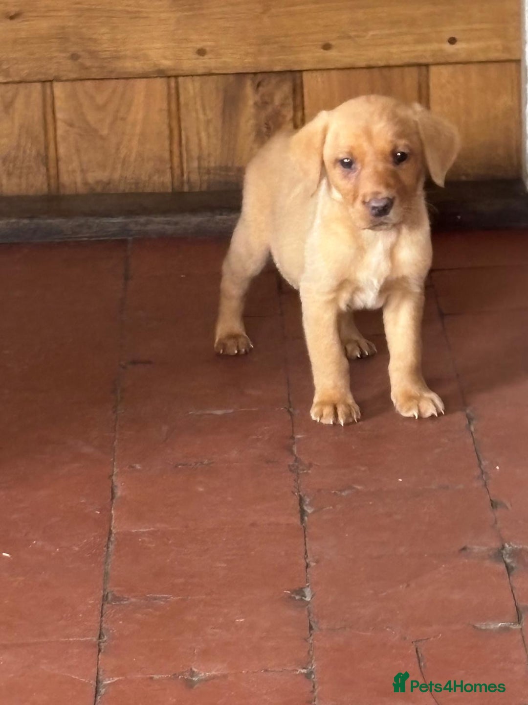 Labrador Retriever dogs for sale: KC FOX RED LABRADORS  - Image 10