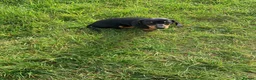Miniature Dachshund dogs for sale: KC registered quality true miniature dachshunds  - Advert 5
