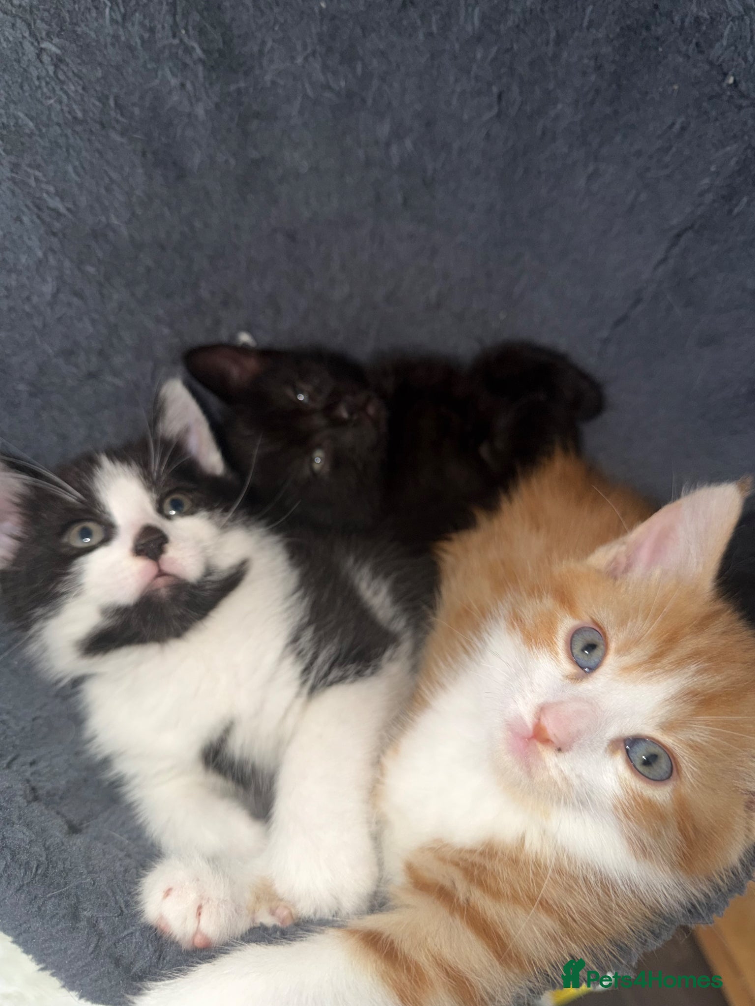 British Shorthair cats Lovely kittens  - Advert 1