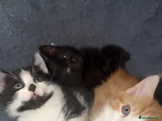 British Shorthair cats Lovely kittens - Advert 1