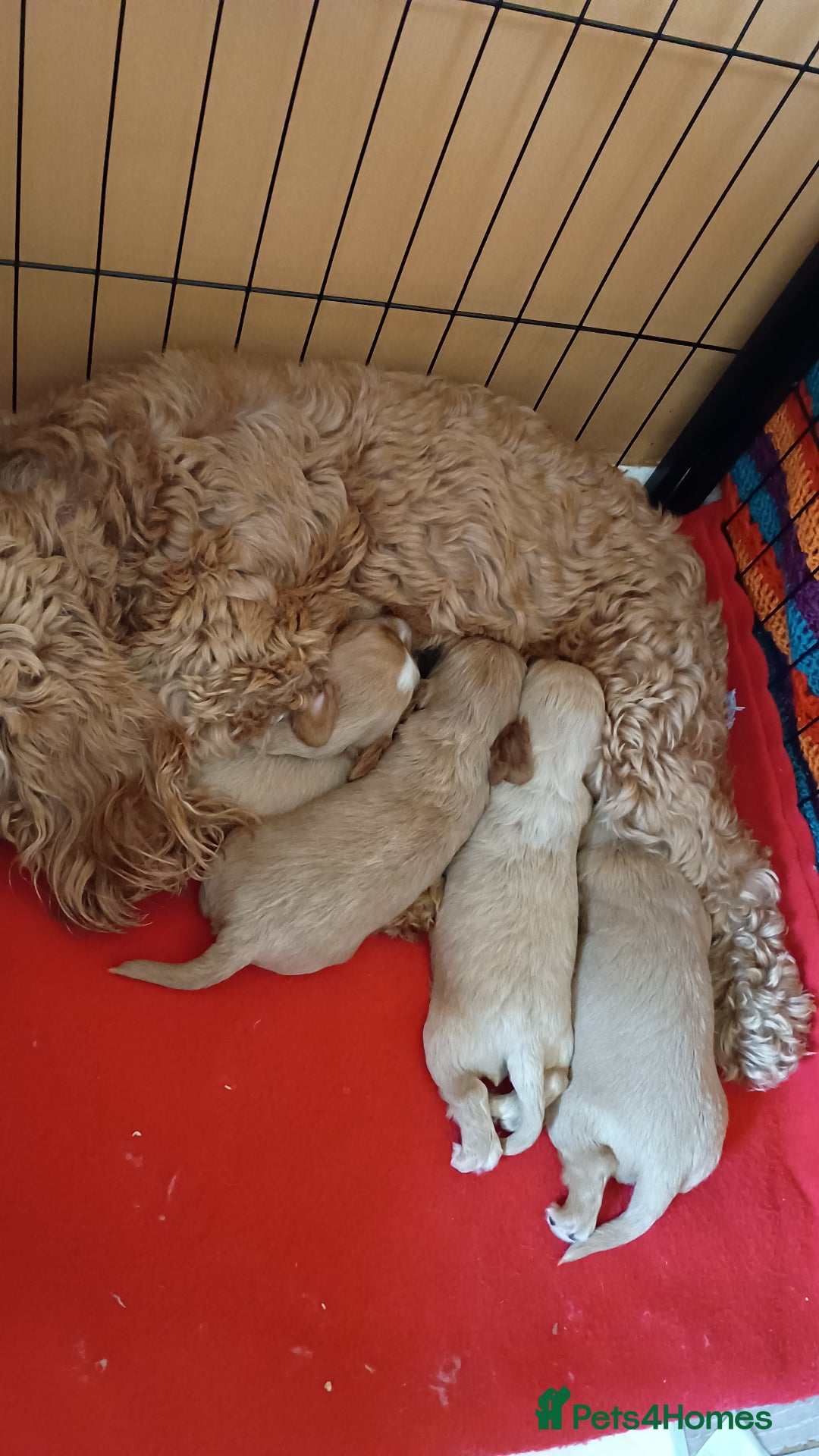 Cockapoo dogs for sale: Beautiful Cockapoo Pups  - Image 3