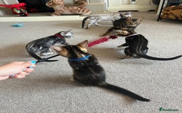 Bengal cats for sale: 🐾 TICA REGISTERED, READY TO LEAVE  😍😍 - Image 40
