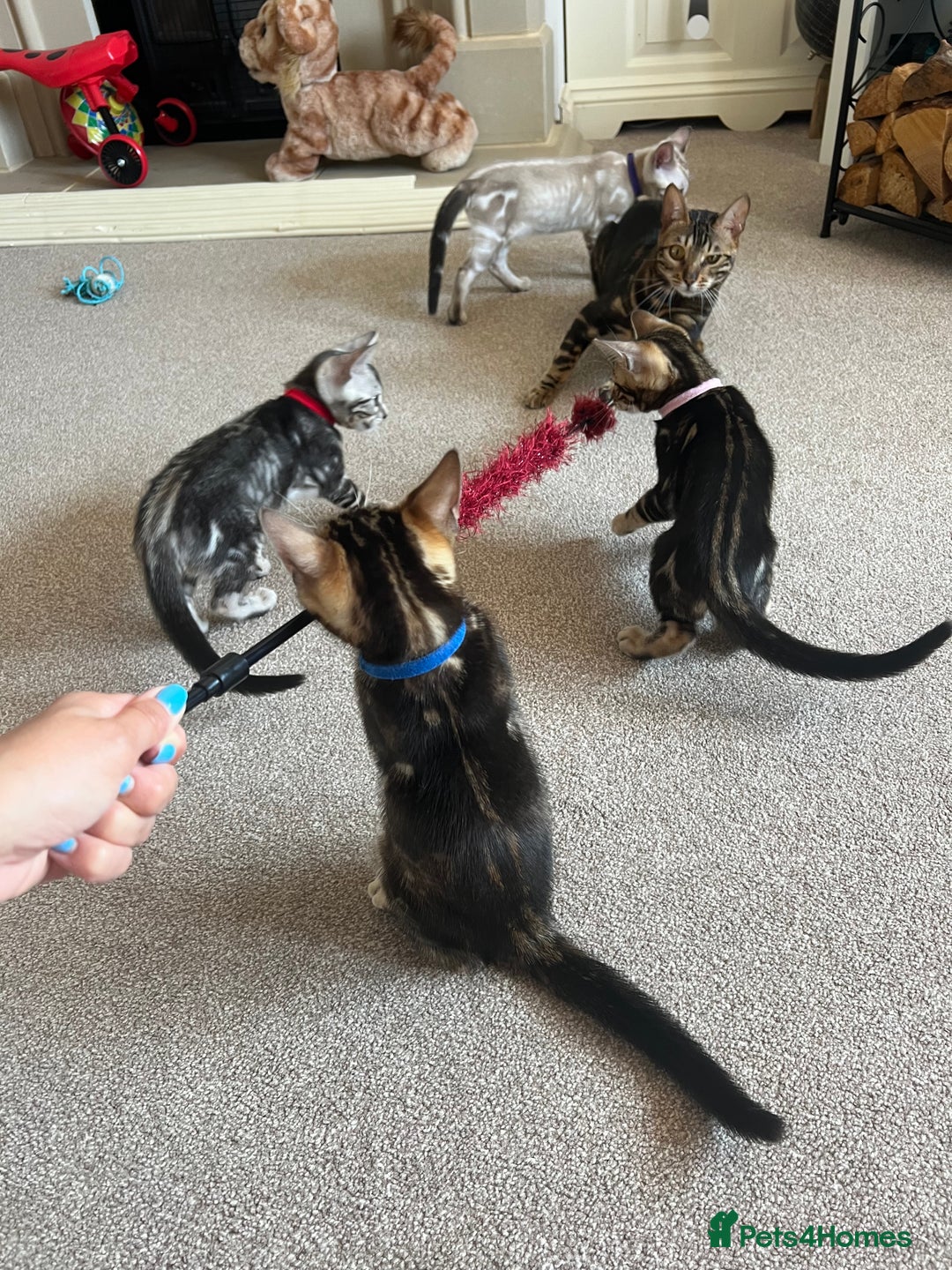 Bengal cats for sale: 🐾 TICA REGISTERED, READY TO LEAVE  😍😍 - Image 40