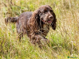 Cocker Spaniel dogs in Maidstone - Advert 17
