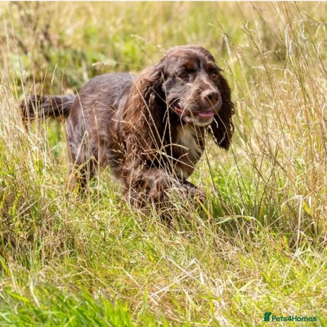 Cocker Spaniel dogs in Maidstone - Advert 15