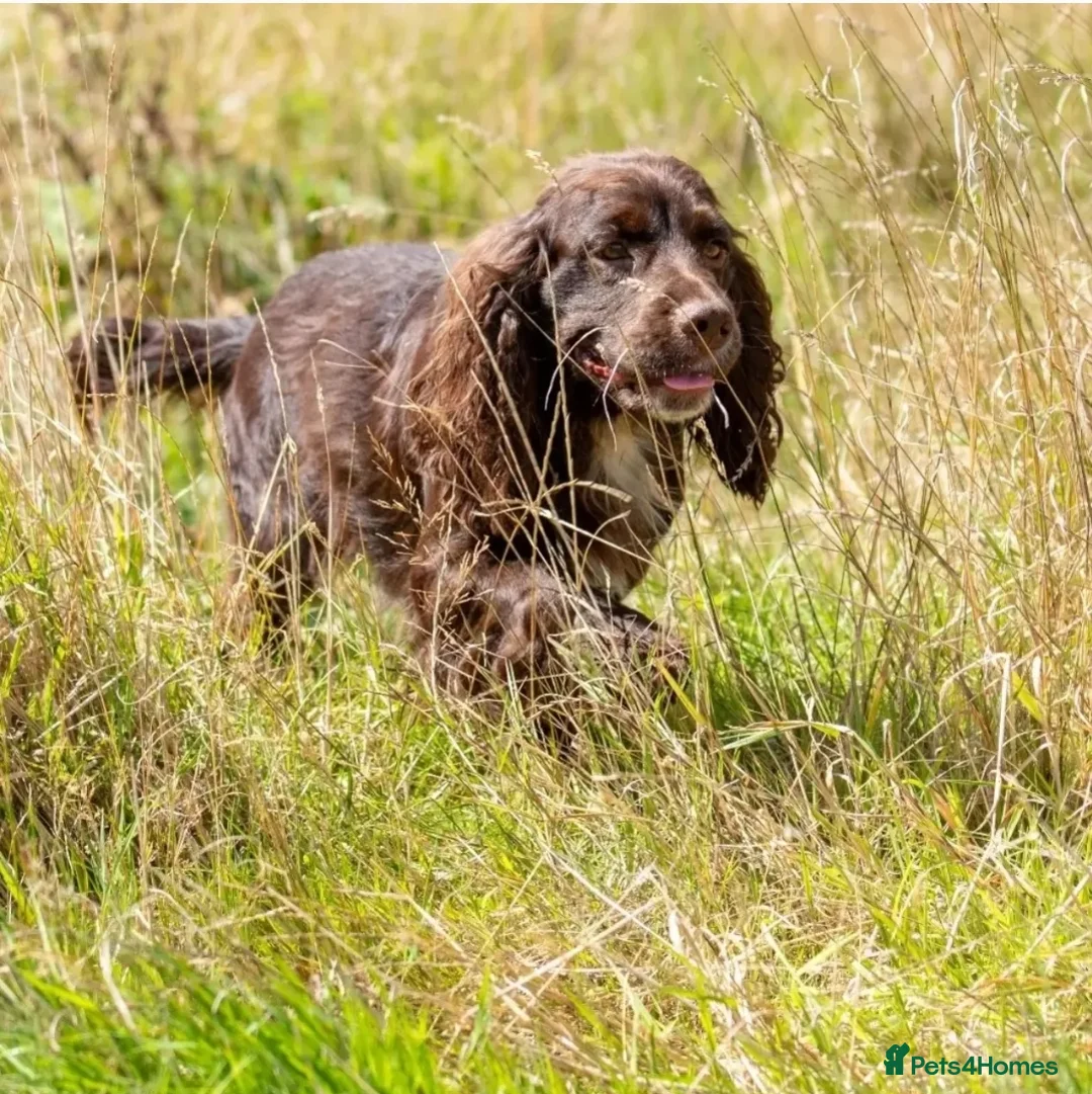 Cocker Spaniel dogs for stud: Fully Health Tested Working Cocker  in Maidstone - Advert 3