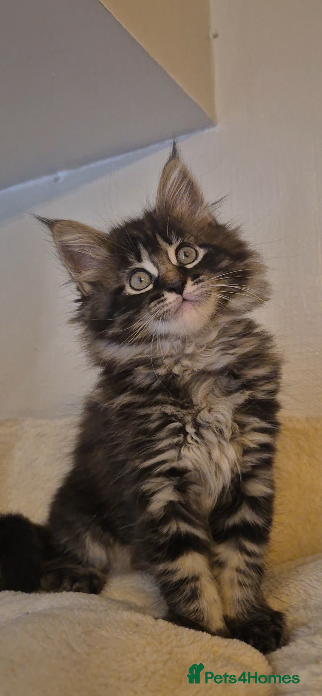 Maine Coon cats for sale: Friendly Maine coone mix baby's ready to go  - Advert 22