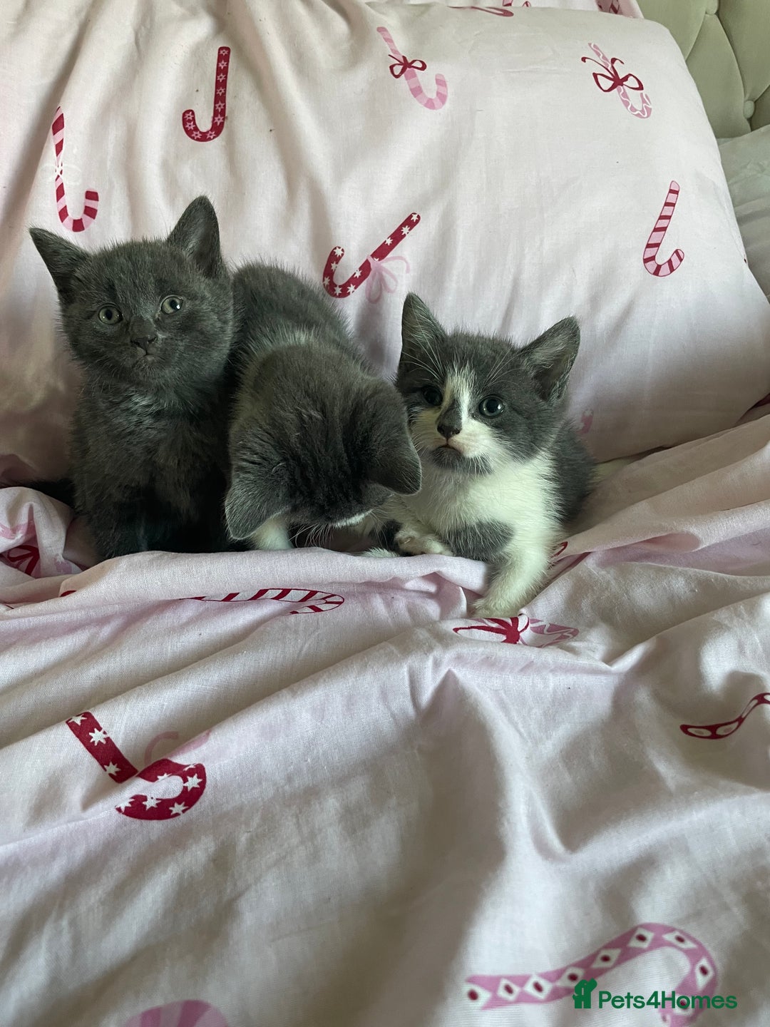 Mixed Breed cats for sale: Fluffy grey kittens 🐾 3 males available  - Advert 4