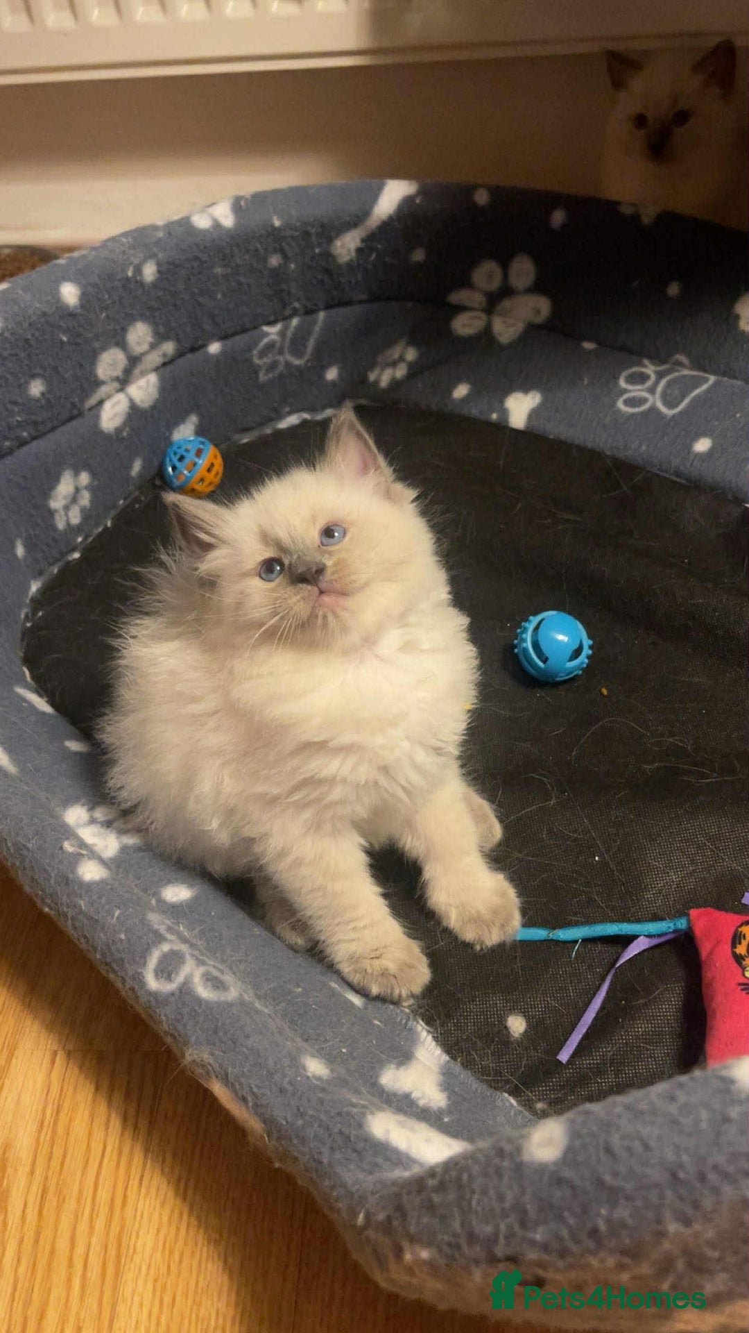 Ragdoll cats for sale: Pure ragdoll kittens ready to leave now ‼️ - Image 3