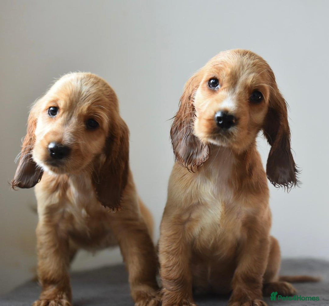 Cocker Spaniel dogs for sale: Show type Cocker Spaniels  - Image 8