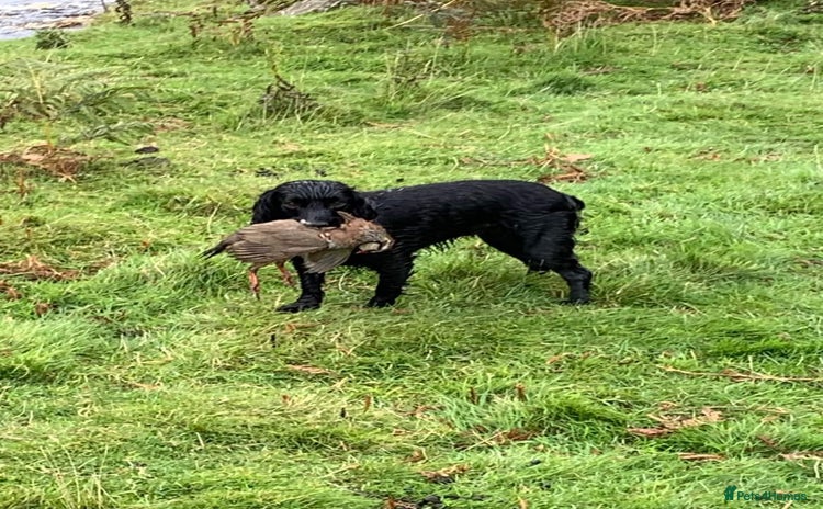 Cockapoo dogs - Advert 4