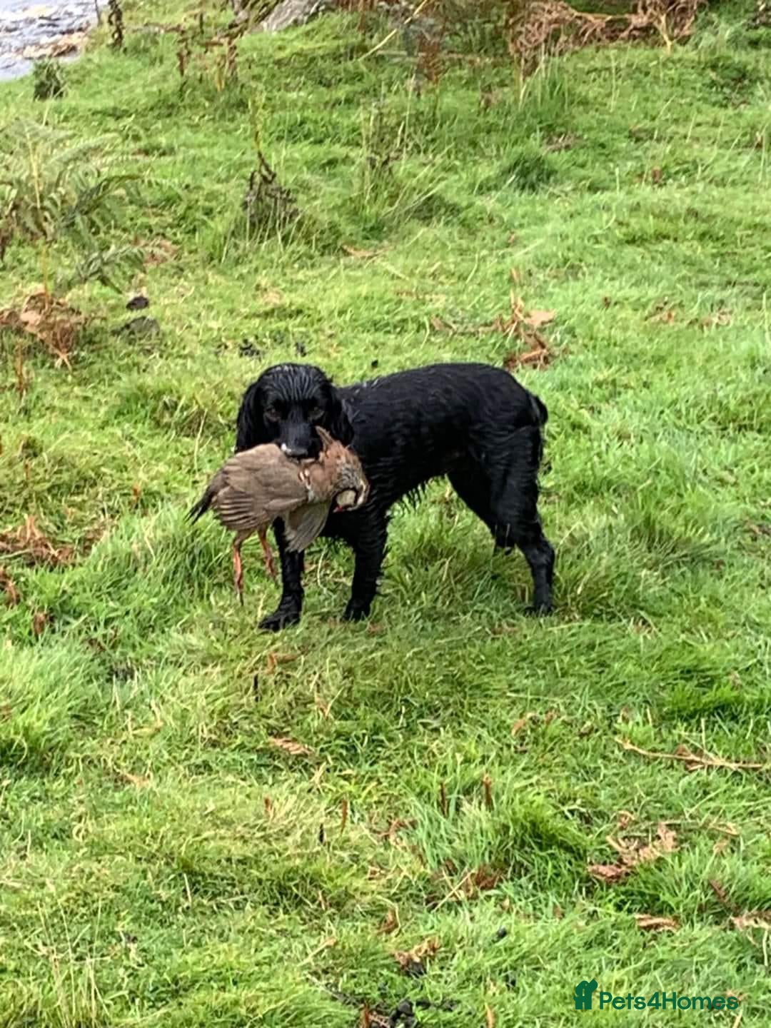Cockapoo dogs for sale: Cockerpoos - Image 1