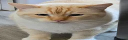 British Shorthair cats for sale: Red Point British Shorthair Cat  - Advert 2