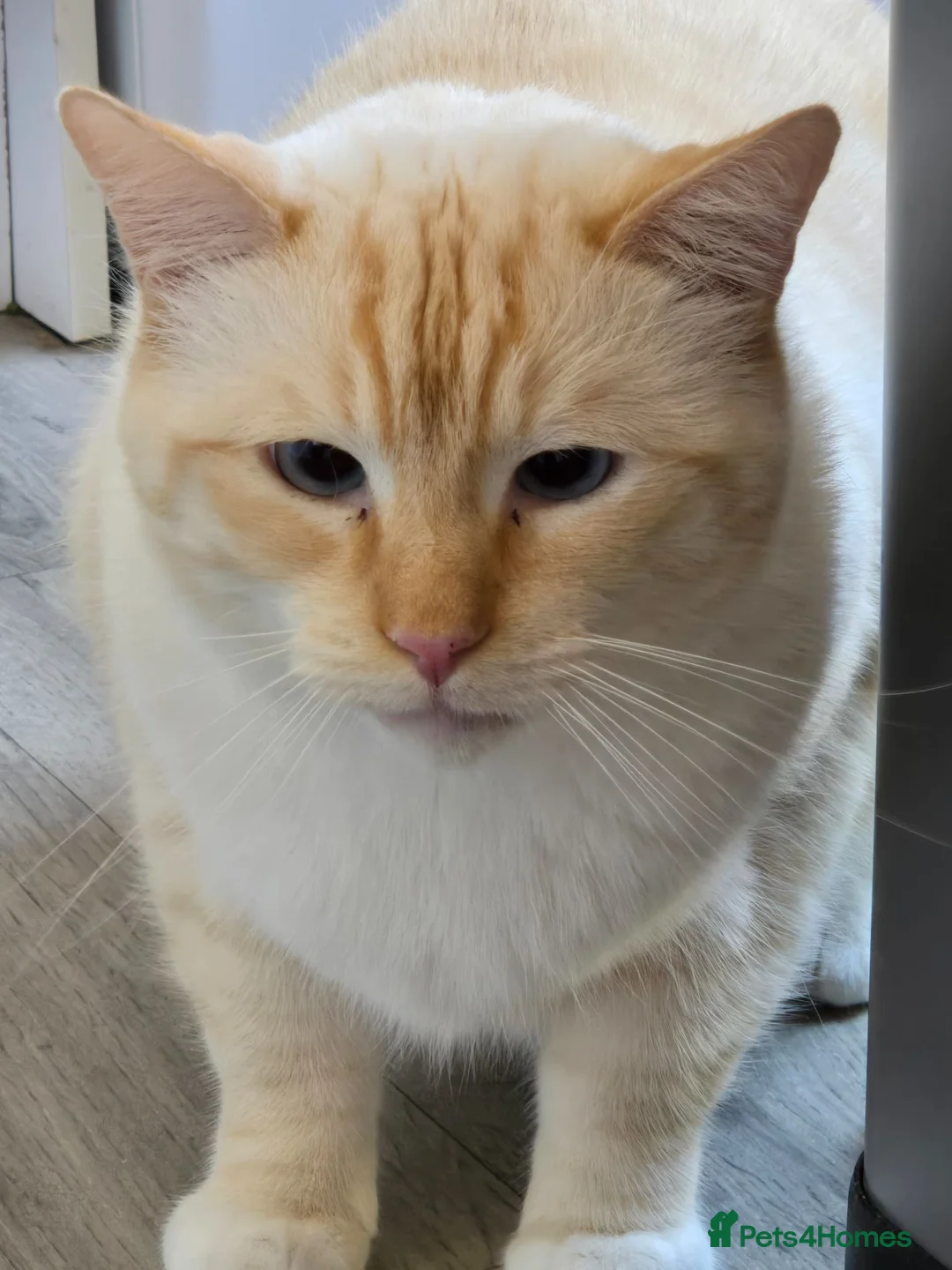 British Shorthair cats for sale: Red Point British Shorthair Cat  - Advert 2