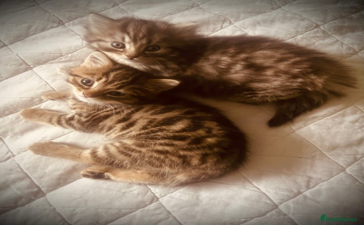 Persian cats - Advert 9