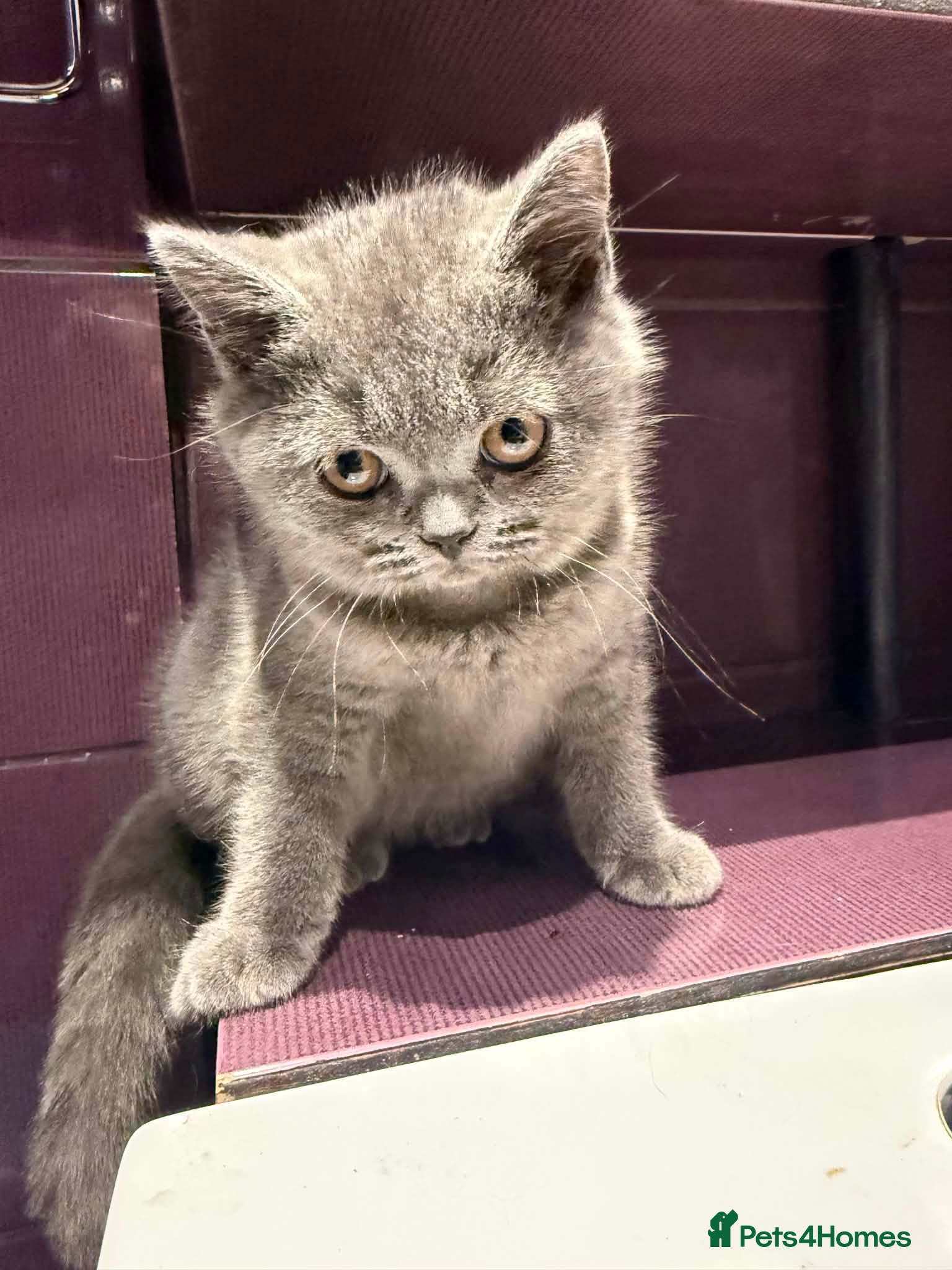 British Shorthair cats Beautiful British Shorthair Blue Kittens  - Advert 6