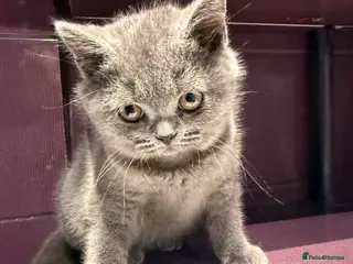 British Shorthair cats Beautiful British Shorthair Blue Kittens - Advert 6