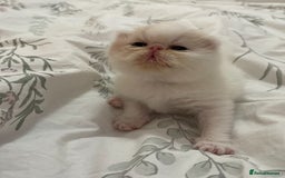 Exotic cats for sale: 🔥 GCCF MALE EXOTIC KITTEN OUTSTANDING 🔥 - Image 2