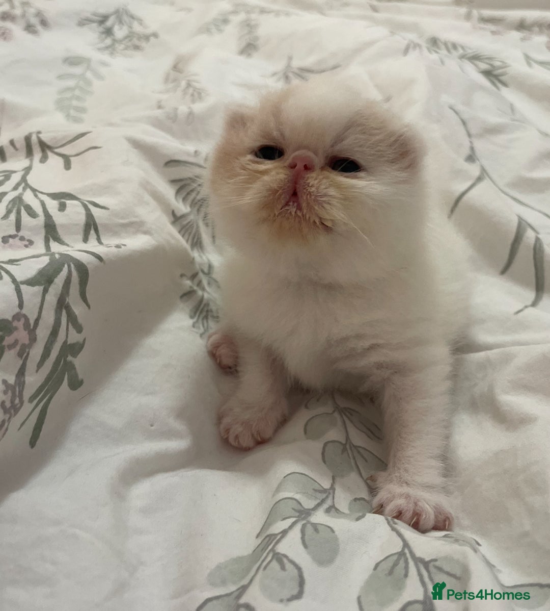 Exotic cats for sale: 🔥 GCCF MALE EXOTIC KITTEN OUTSTANDING 🔥 - Image 2