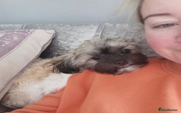 Mixed Breed dogs for sale: Little bundles of schweenie love!  - Image 24