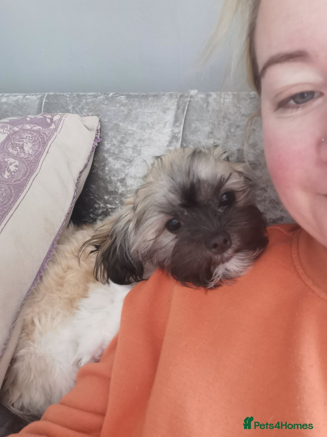Mixed Breed dogs for sale: Little bundles of schweenie love!  - Image 24