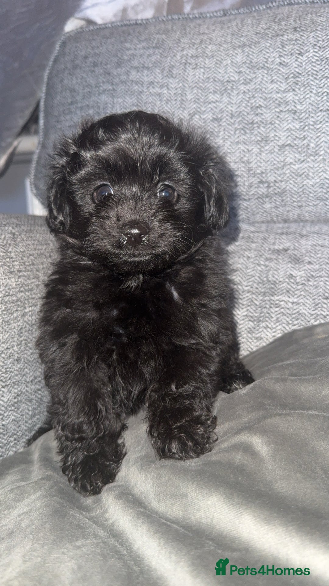 Pomapoo dogs for sale: Princess Pomapoo 🩷 - Advert 6