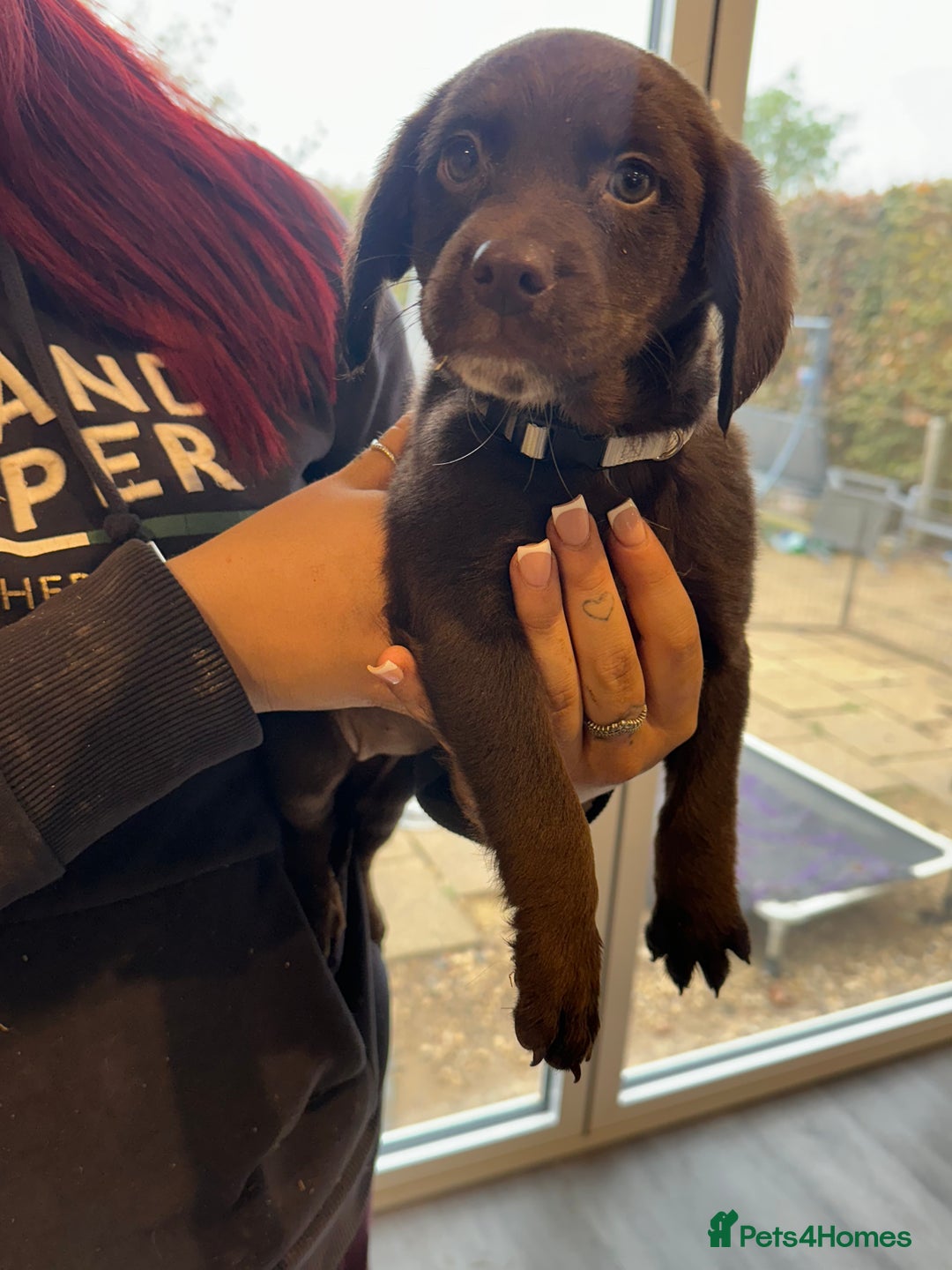 Sproodle dogs for sale: Ready now Springer cross labradoodle - Image 9