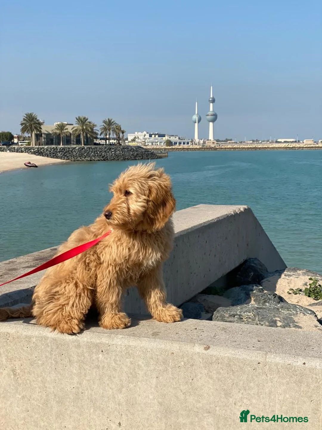 Mini Goldendoodle dogs for sale: F1 pups via a LICENSED BREEDER & POLICE K9 TRAINER - Advert 9