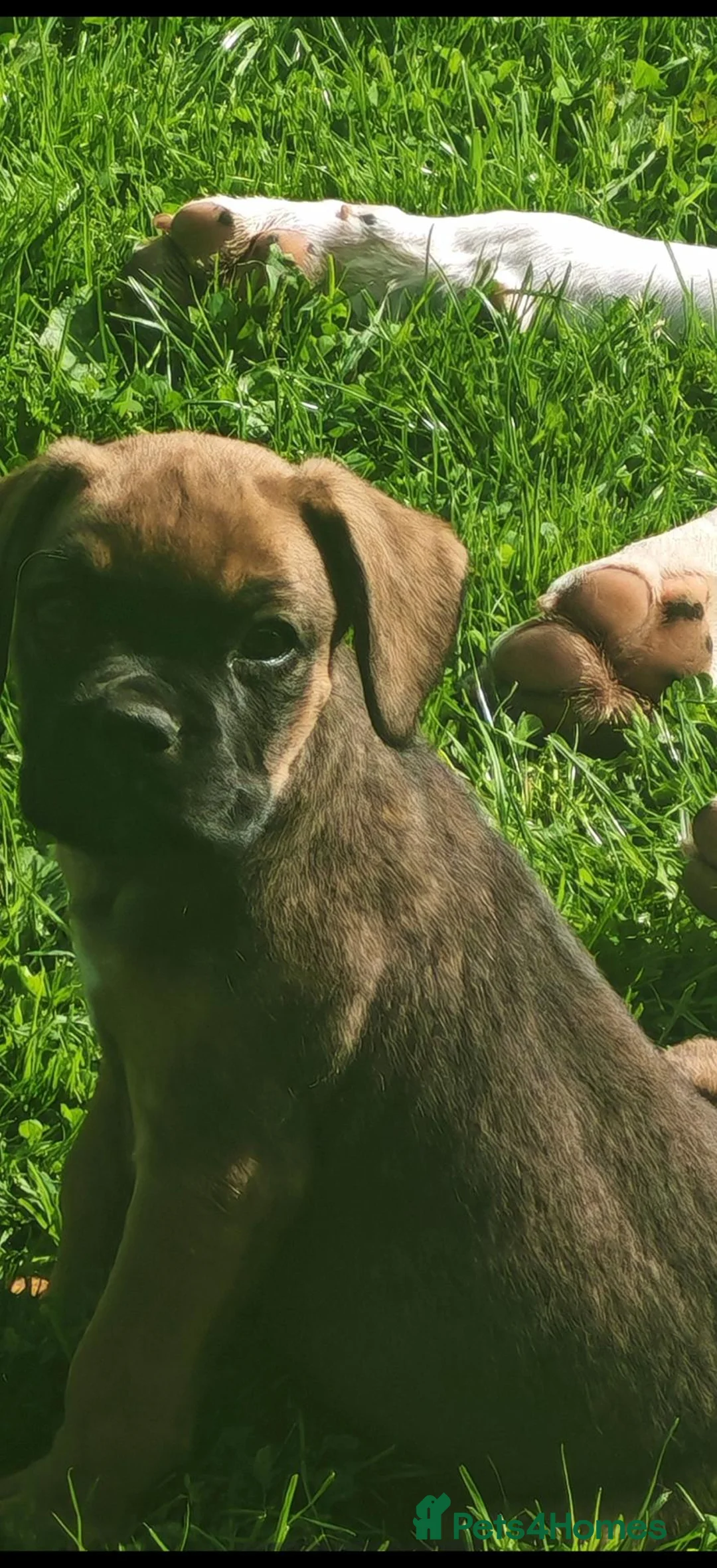 Boxer dogs for sale: Boxer pups only 3 boys left - Advert 2