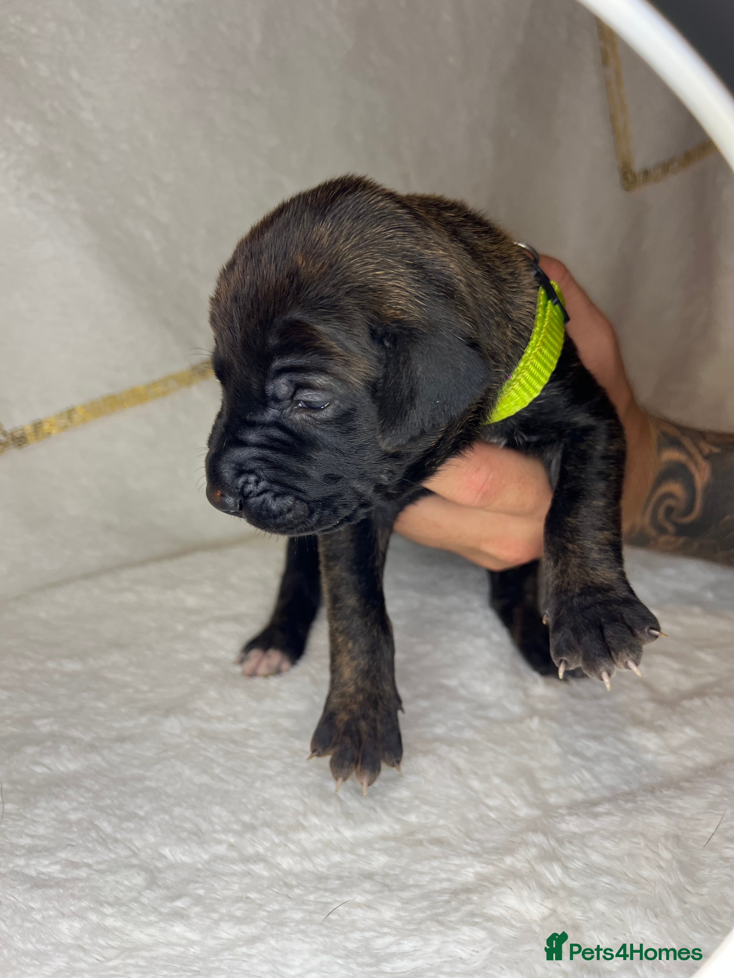 Mixed Breed dogs Rhodesian Ridgeback cross puppies - Advert 2