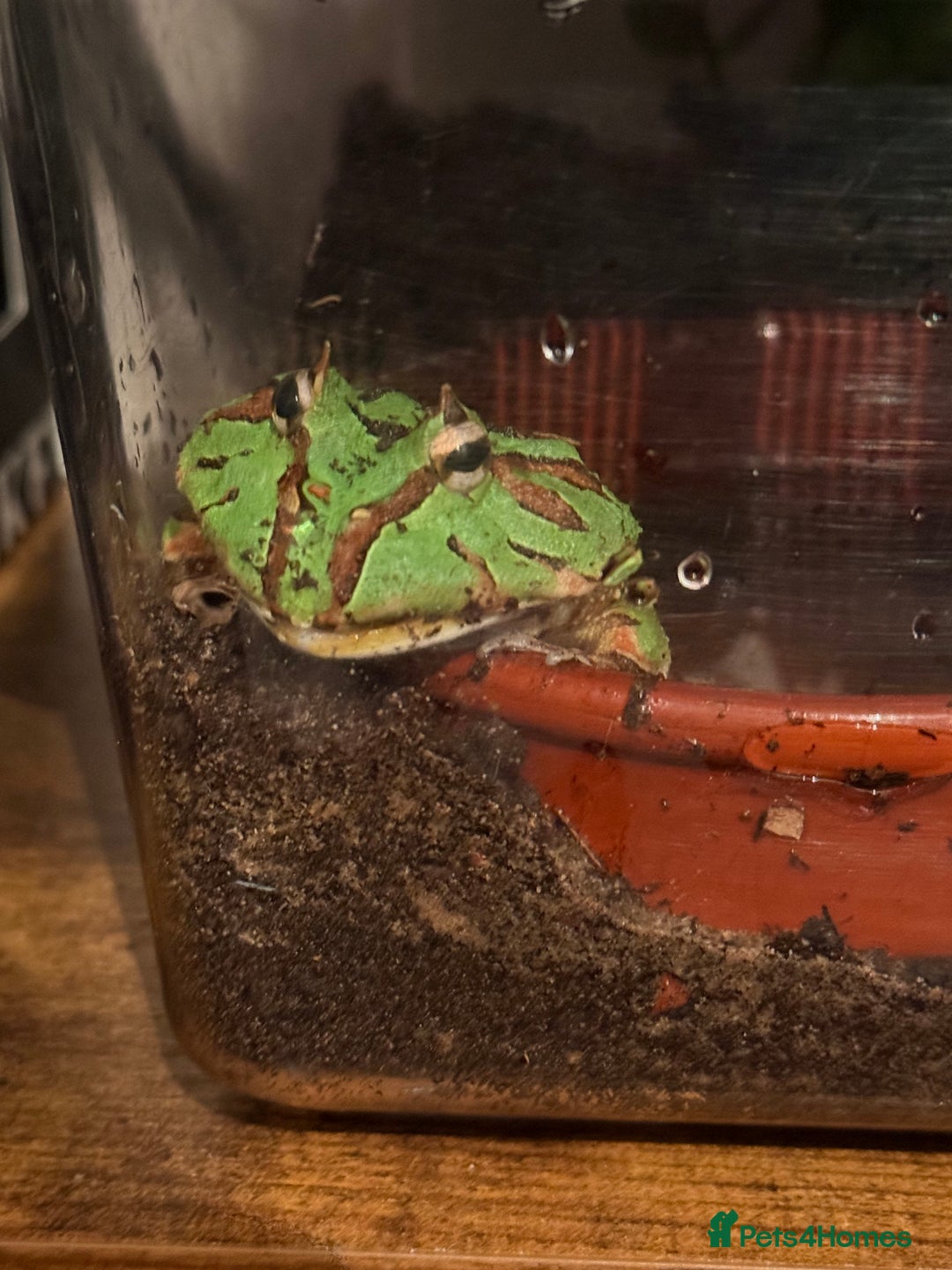 Domestic Shorthair cats for sale: Pacman Frog - Advert 2