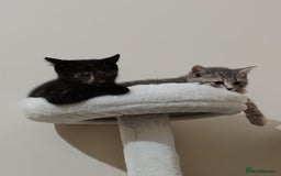 British Shorthair cats for sale: 3 kittens ready to leave  - Image 4