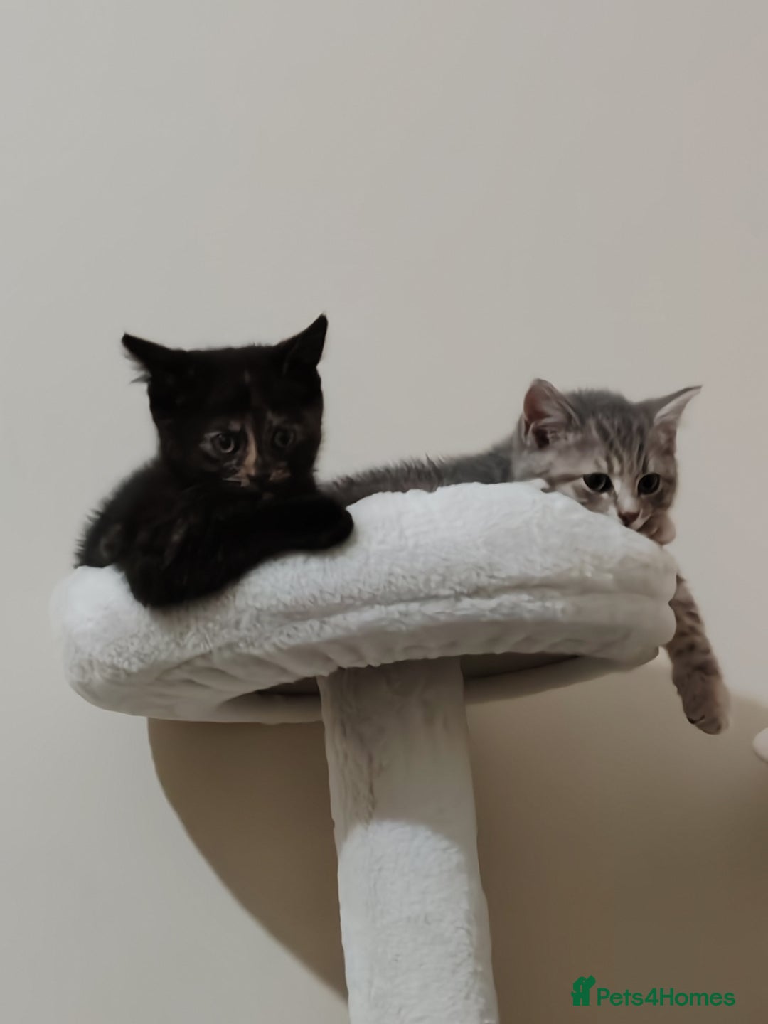 British Shorthair cats for sale: 3 kittens ready to leave  - Image 4