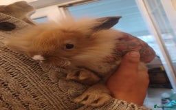 Mini Lion Lop rabbits for sale: Mini lop X mini lion head  - Image 7