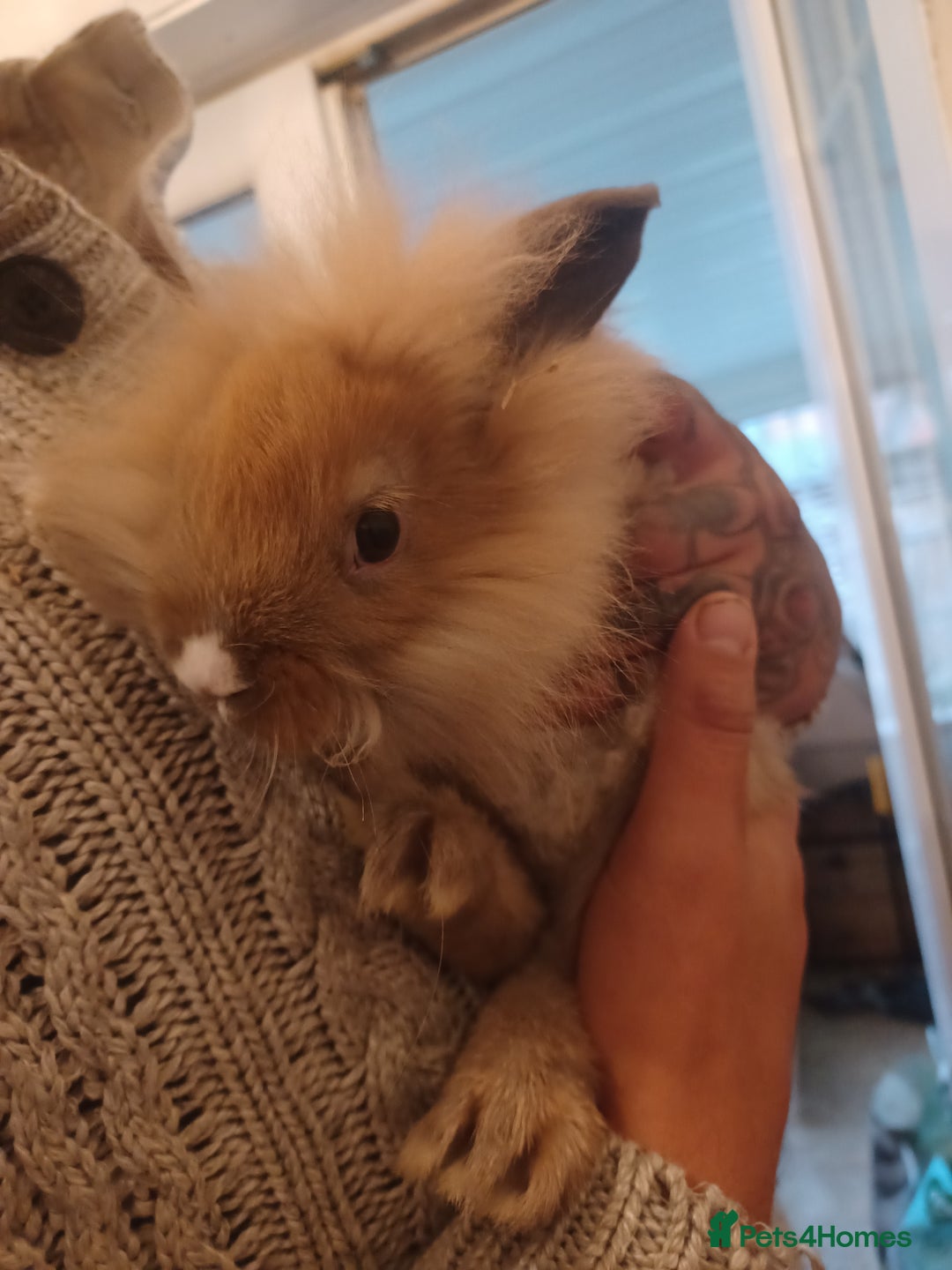 Mini Lion Lop rabbits for sale: Mini lop X mini lion head  - Image 7