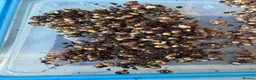 Snails invertebrates for sale: Giant African Land Snails  in Aylesbury - Advert 5