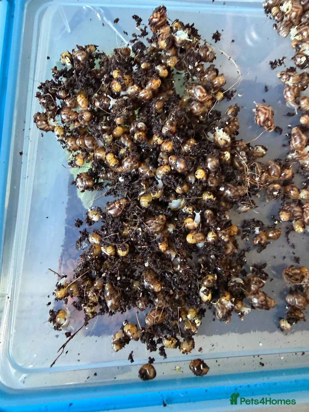 Snails invertebrates for sale: Giant African Land Snails  in Aylesbury - Advert 5