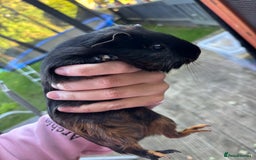 Guinea Pig rodents for sale: Female guinea pigs - Image 2