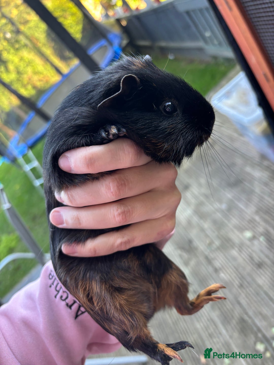Guinea Pig rodents for sale: Female guinea pigs - Image 2