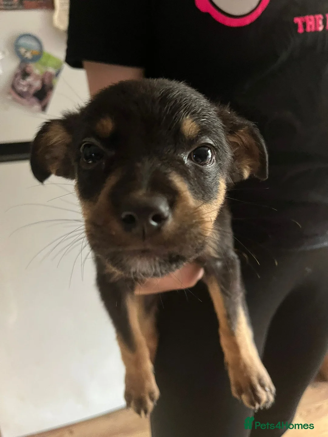 Mixed Breed dogs for sale: Puppies in Rainham - Advert 3