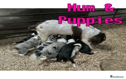 Sprollie dogs for sale: 🩶Beautiful sprollie puppies🩶  - Image 13